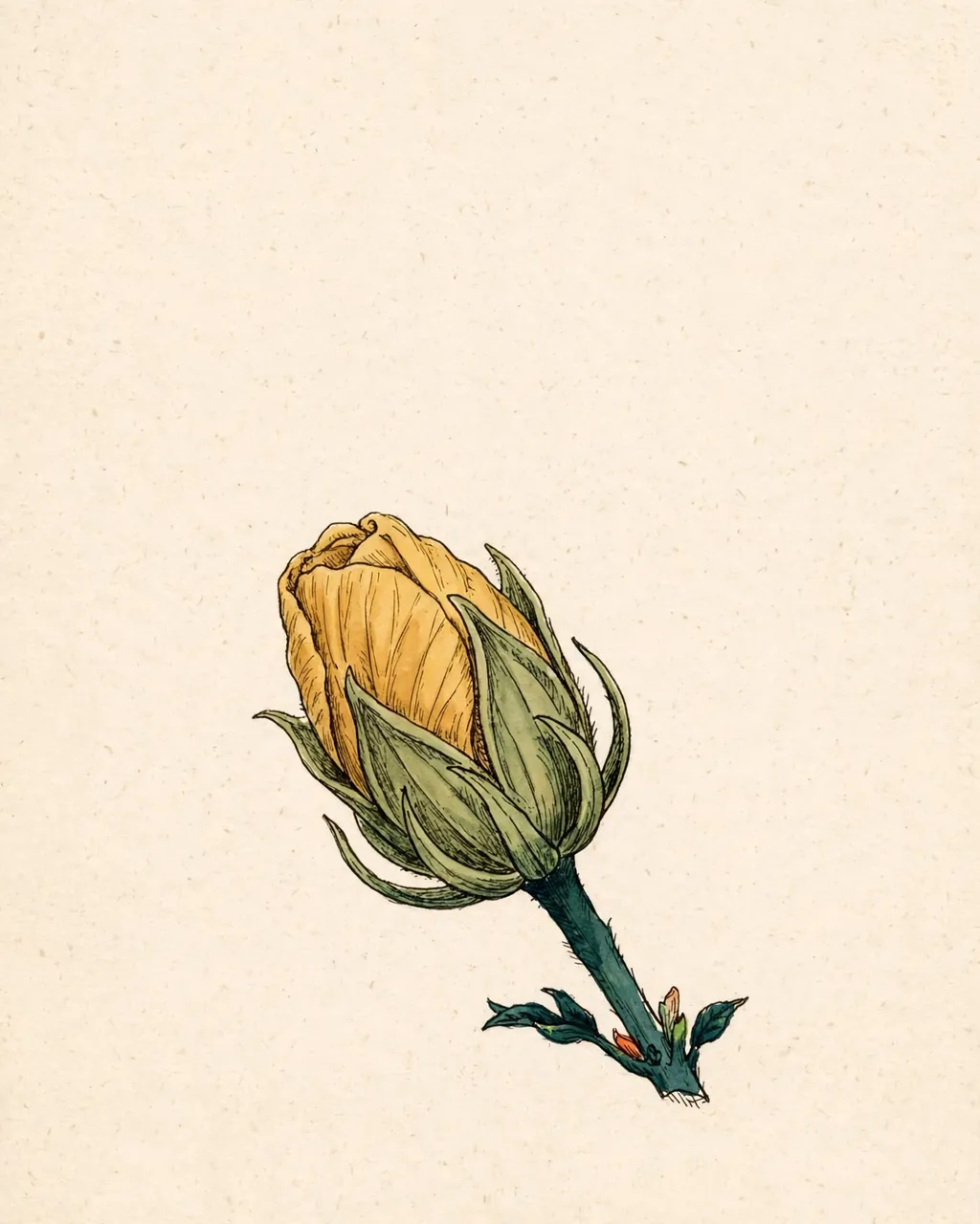 Gouache and ink plate of a tightly closed yellow hibiscus bud wrapped in its green sepals